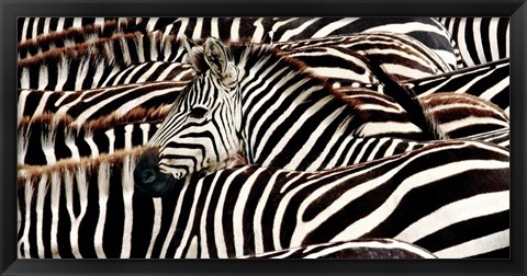 Framed Herd of Zebras Print