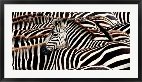 Framed Herd of Zebras Print