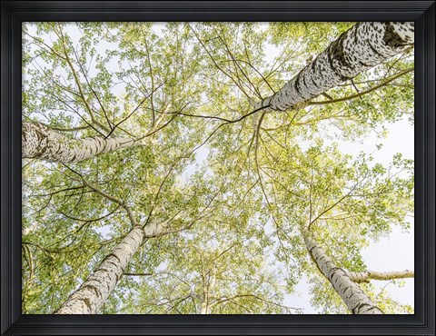 Framed Birch Woods in Spring Print