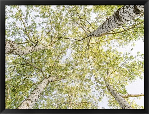 Framed Birch Woods in Spring Print