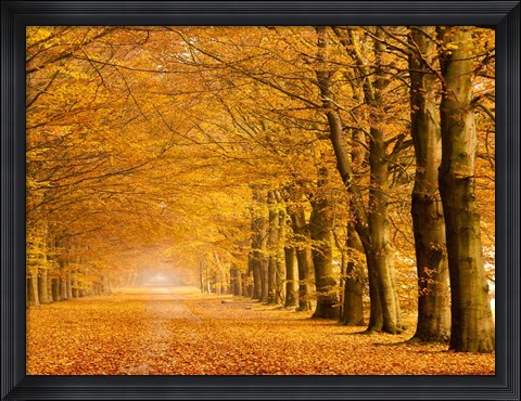 Framed Woods in Autumn Print