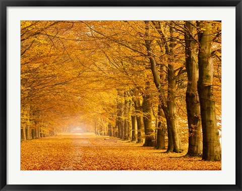 Framed Woods in Autumn Print