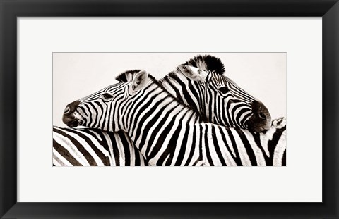Framed Zebras in Love Print