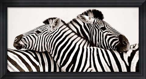 Framed Zebras in Love Print