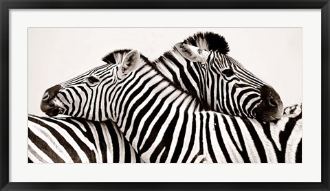 Framed Zebras in Love Print