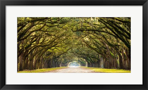 Framed Path Lined with Oak Trees Print