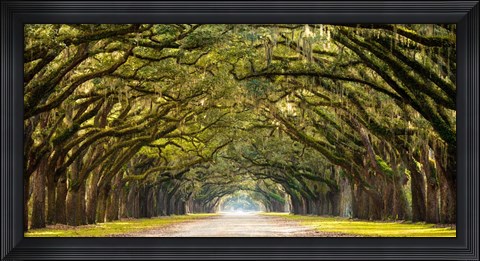 Framed Path Lined with Oak Trees Print