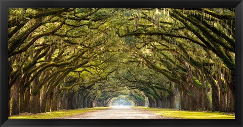 Framed Path Lined with Oak Trees Print