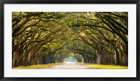 Framed Path Lined with Oak Trees Print