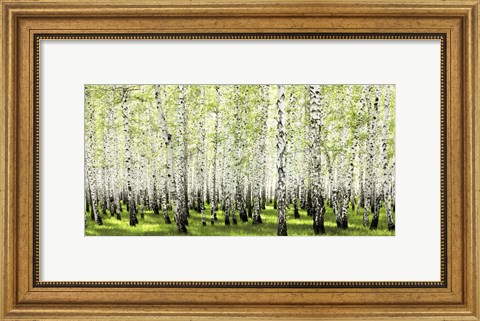 Framed Birch Forest in Spring Print