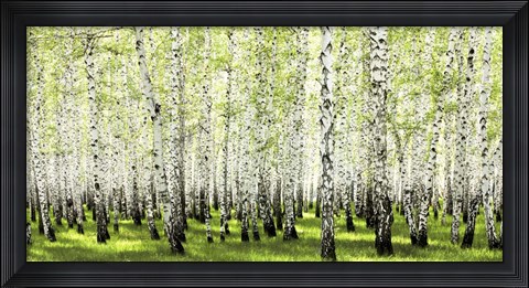 Framed Birch Forest in Spring Print