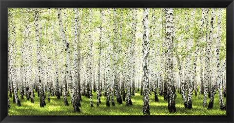 Framed Birch Forest in Spring Print