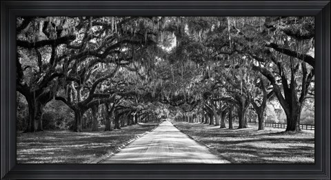 Framed Tree Lined Plantation Entrance,  South Carolina Print