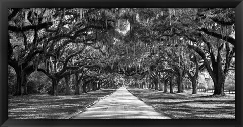 Framed Tree Lined Plantation Entrance,  South Carolina Print