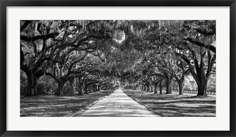 Framed Tree Lined Plantation Entrance,  South Carolina Print