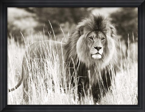 Framed Male Lion Print