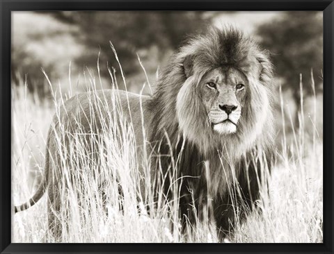 Framed Male Lion Print