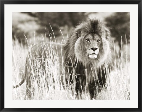 Framed Male Lion Print