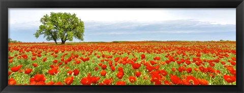 Framed Tree in a Poppy Field 1 Print