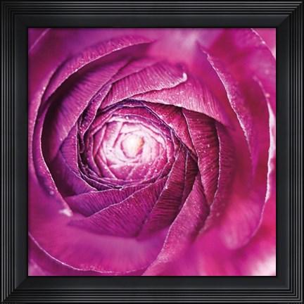 Framed Ranunculus Abstract I Color Print