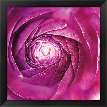 Framed Ranunculus Abstract I Color Print