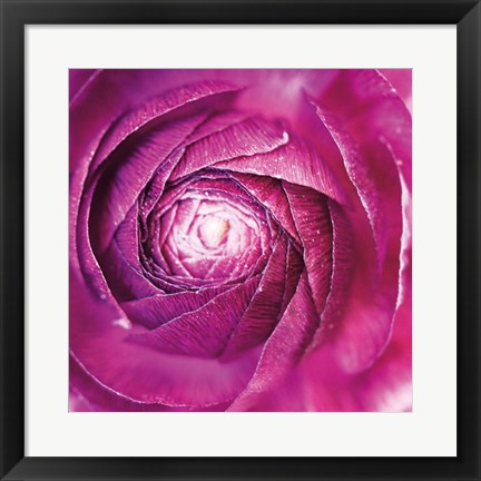 Framed Ranunculus Abstract I Color Print