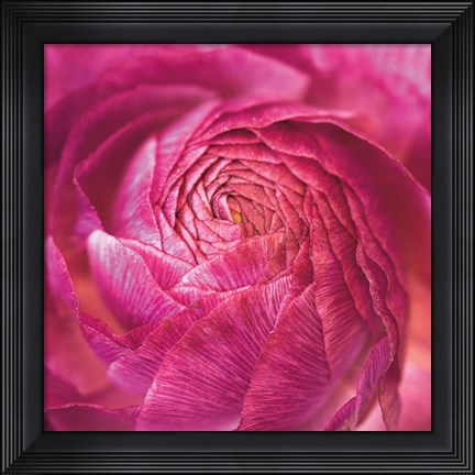 Framed Ranunculus Abstract II Color Print