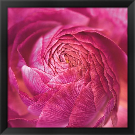 Framed Ranunculus Abstract II Color Print