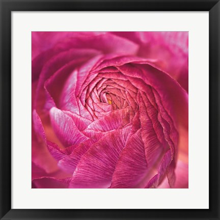 Framed Ranunculus Abstract II Color Print