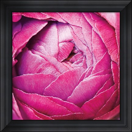 Framed Ranunculus Abstract III Color Print