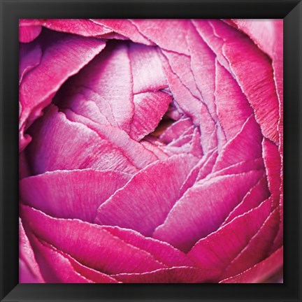 Framed Ranunculus Abstract III Color Print