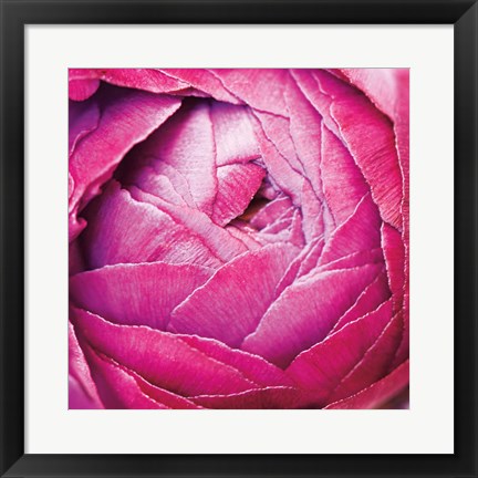 Framed Ranunculus Abstract III Color Print