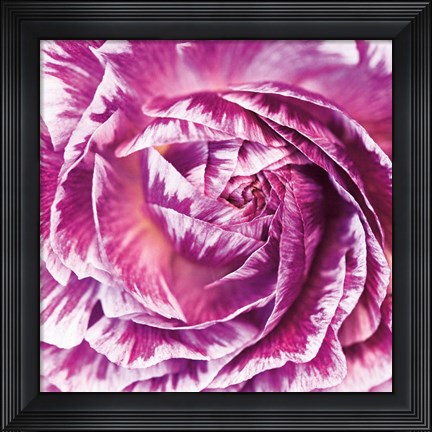Framed Ranunculus Abstract IV Color Print