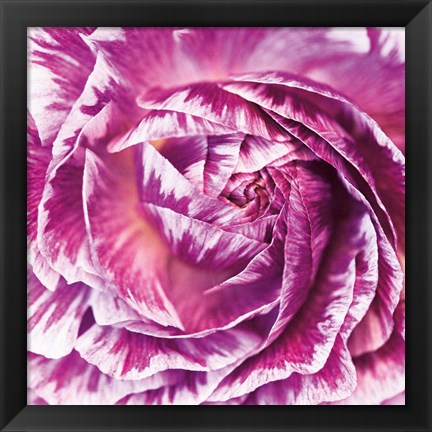 Framed Ranunculus Abstract IV Color Print