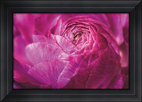 Framed Ranunculus Abstract V Color Print