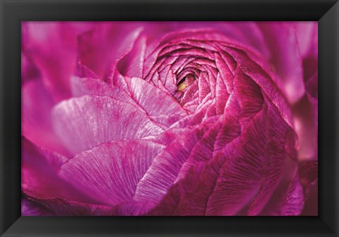 Framed Ranunculus Abstract V Color Print