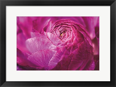 Framed Ranunculus Abstract V Color Print