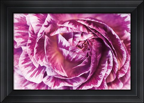 Framed Ranunculus Abstract VI Color Print