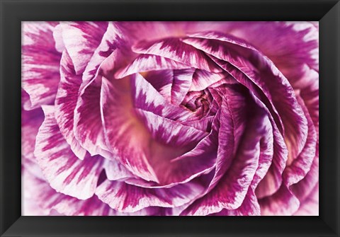 Framed Ranunculus Abstract VI Color Print