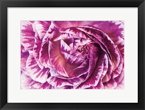 Framed Ranunculus Abstract VI Color Print