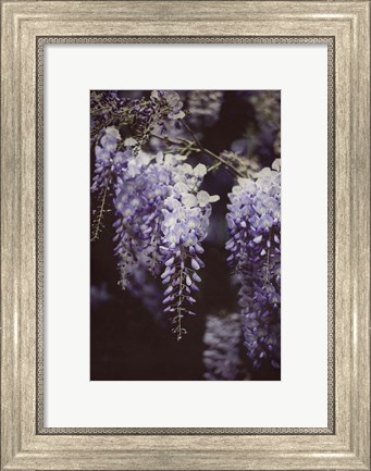 Framed Wisteria Cascade I Print