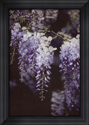 Framed Wisteria Cascade I Print