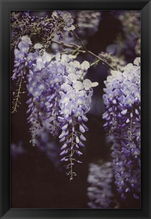 Framed Wisteria Cascade I Print