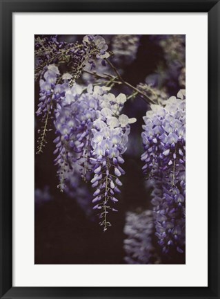 Framed Wisteria Cascade I Print