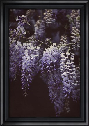 Framed Wisteria Cascade II Print