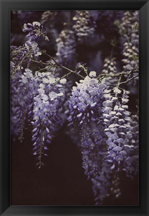 Framed Wisteria Cascade II Print