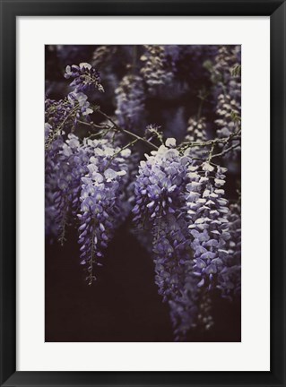 Framed Wisteria Cascade II Print