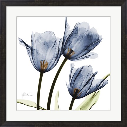 Framed New Blue Tulips C54 Print