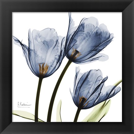 Framed New Blue Tulips C54 Print