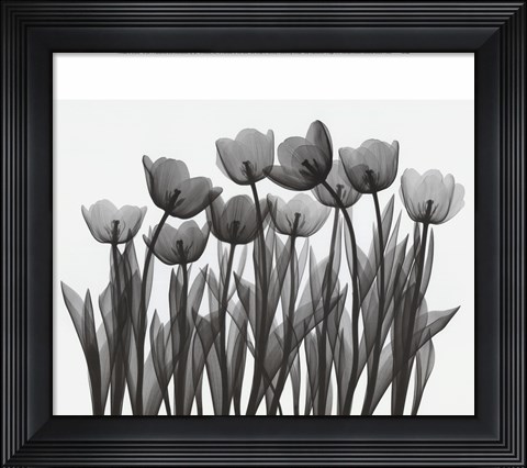 Framed Tulip Exposures Print